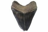 Serrated, Fossil Megalodon Tooth - Georgia #87952-2